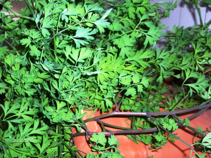 aliena nel vaso -  Fumaria cfr.capreolata